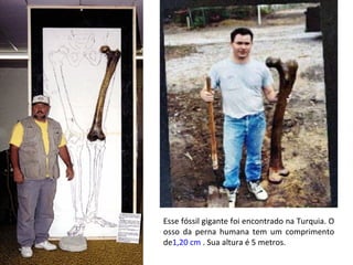 Esse fóssil gigante foi encontrado na Turquia. O
osso da perna humana tem um comprimento
de1,20 cm . Sua altura é 5 metros.
 