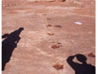 Dinosaur trackway assignment large_photos
