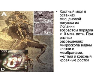 Костный мозг в останках миоценовой лягушки из Испании возрастом порядка «10 млн. лет». При разных разрешениях микроскопа видны клетки с мембранами, желтый и красный кровяные ростки 