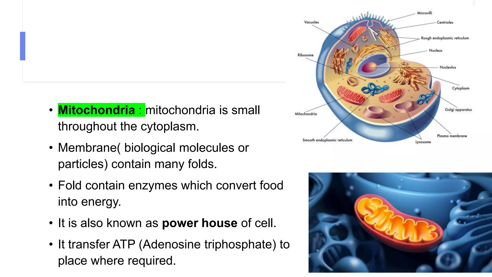 • Mitochondria : mitochondria is small
throughout the cytoplasm.
• Membrane( biological molecules or
particles) contain many folds.
• Fold contain enzymes which convert food
into energy.
• It is also known as power house of cell.
• It transfer ATP (Adenosine triphosphate) to
place where required.
 
