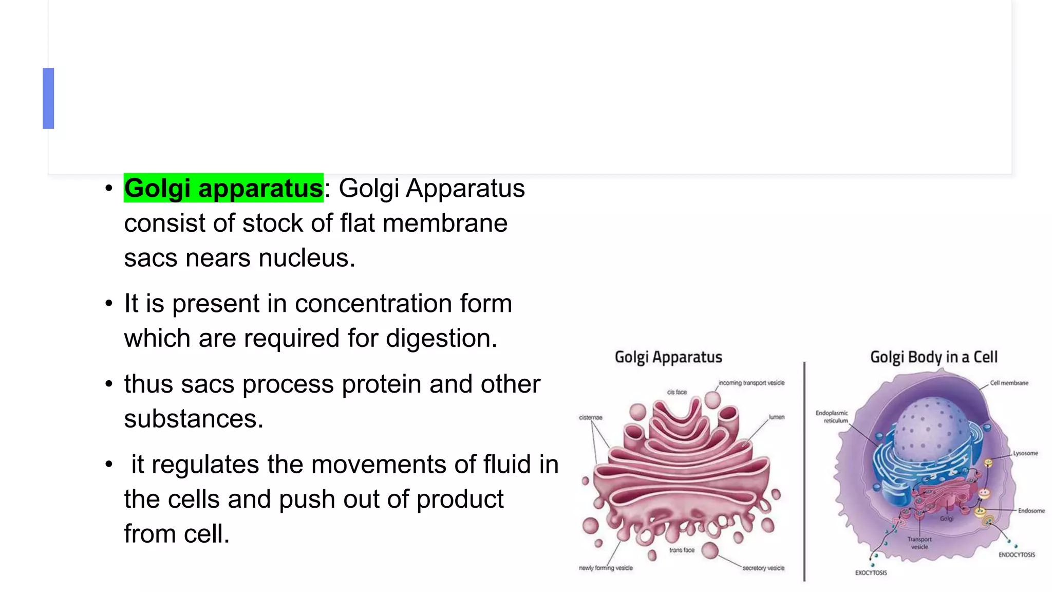 • Golgi apparatus: Golgi Apparatus
consist of stock of flat membrane
sacs nears nucleus.
• It is present in concentration form
which are required for digestion.
• thus sacs process protein and other
substances.
• it regulates the movements of fluid in
the cells and push out of product
from cell.
 
