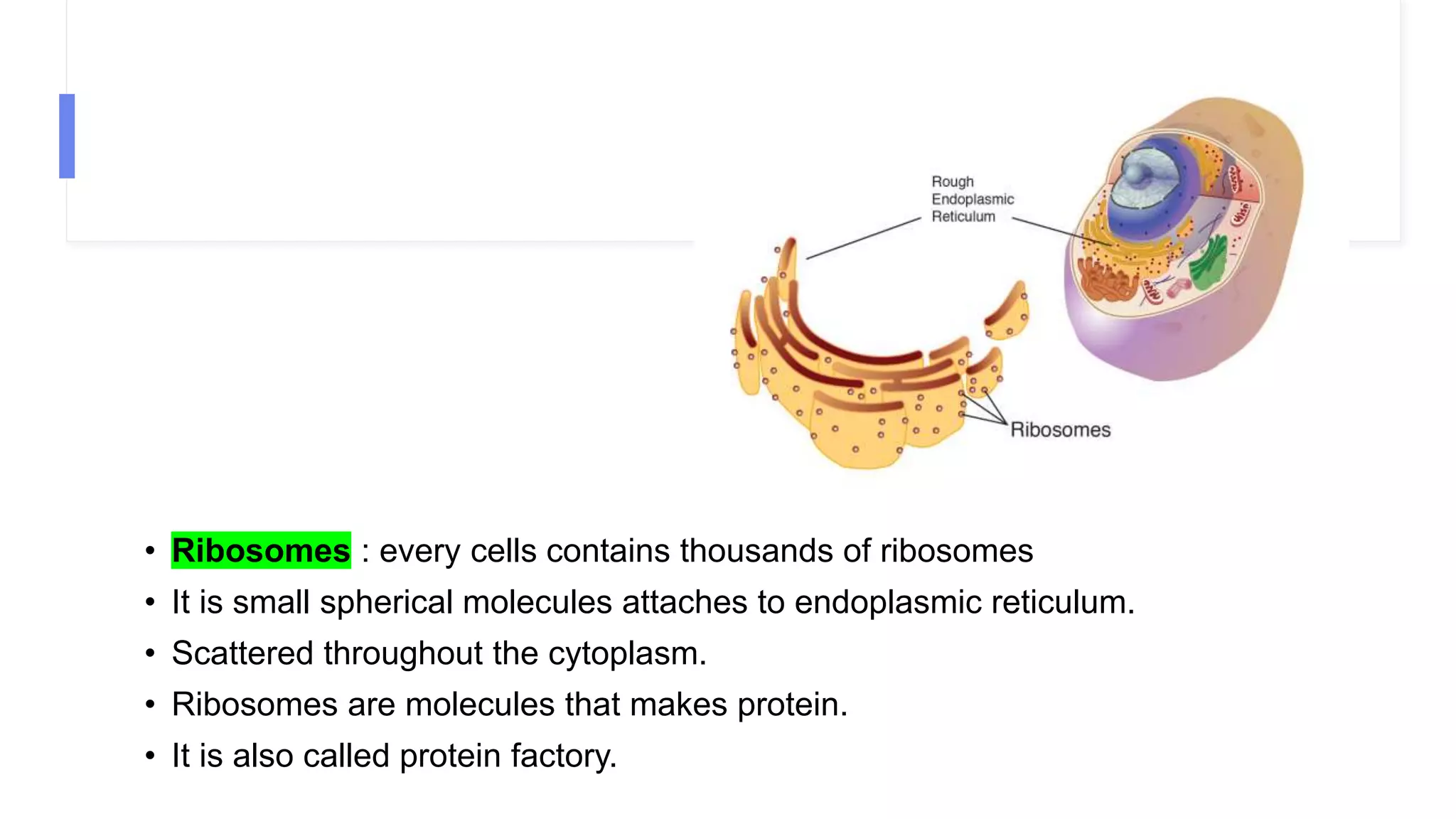 • Ribosomes : every cells contains thousands of ribosomes
• It is small spherical molecules attaches to endoplasmic reticulum.
• Scattered throughout the cytoplasm.
• Ribosomes are molecules that makes protein.
• It is also called protein factory.
 