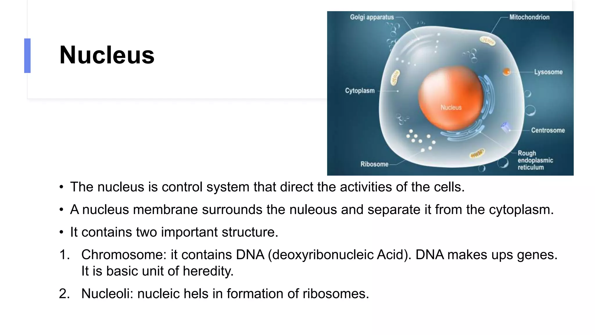 Nucleus
• The nucleus is control system that direct the activities of the cells.
• A nucleus membrane surrounds the nuleous and separate it from the cytoplasm.
• It contains two important structure.
1. Chromosome: it contains DNA (deoxyribonucleic Acid). DNA makes ups genes.
It is basic unit of heredity.
2. Nucleoli: nucleic hels in formation of ribosomes.
 