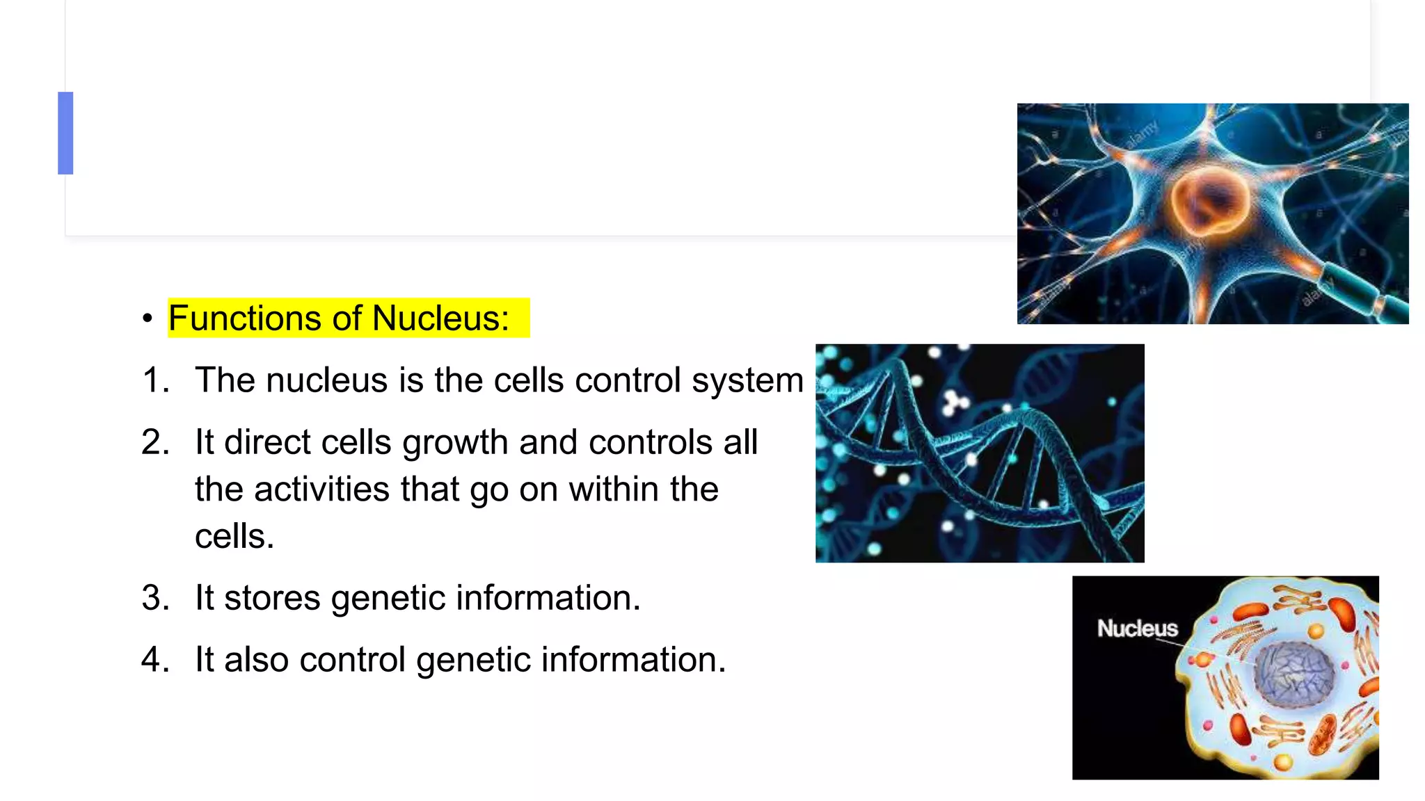 • Functions of Nucleus:
1. The nucleus is the cells control system
2. It direct cells growth and controls all
the activities that go on within the
cells.
3. It stores genetic information.
4. It also control genetic information.
 
