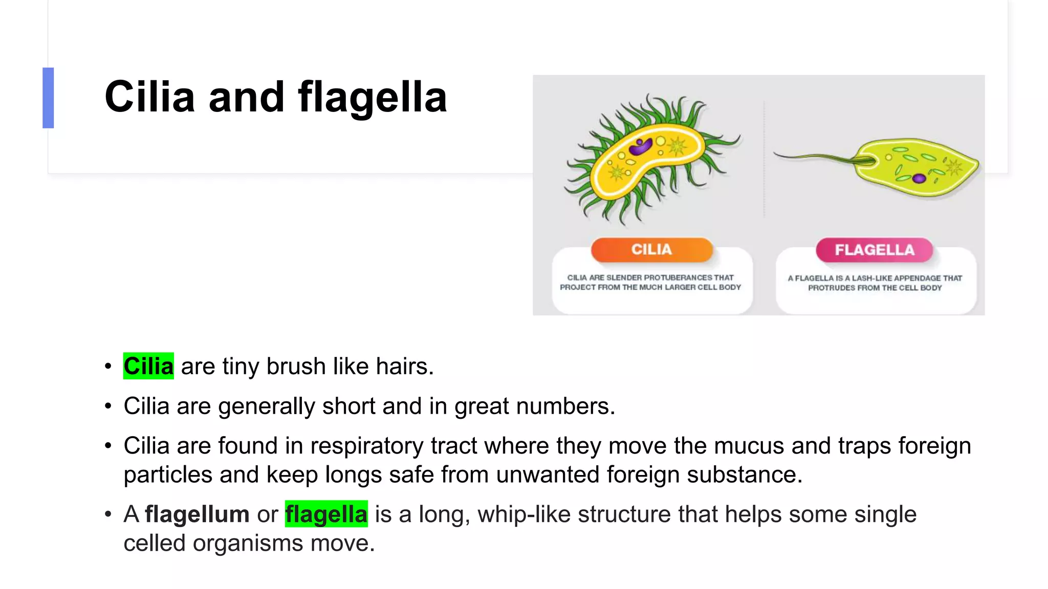 Cilia and flagella
• Cilia are tiny brush like hairs.
• Cilia are generally short and in great numbers.
• Cilia are found in respiratory tract where they move the mucus and traps foreign
particles and keep longs safe from unwanted foreign substance.
• A flagellum or flagella is a long, whip-like structure that helps some single
celled organisms move.
 
