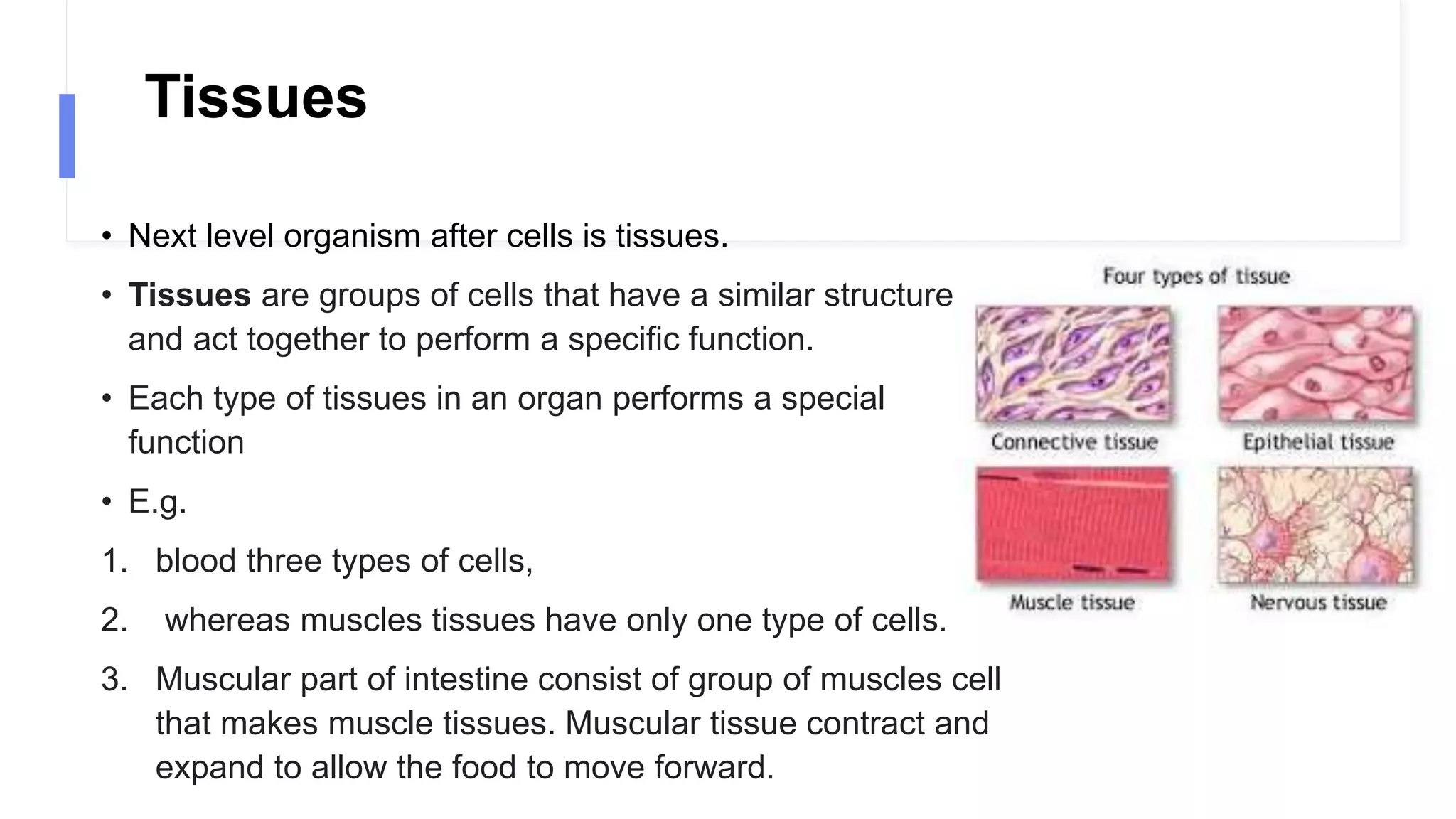 Tissues
• Next level organism after cells is tissues.
• Tissues are groups of cells that have a similar structure
and act together to perform a specific function.
• Each type of tissues in an organ performs a special
function
• E.g.
1. blood three types of cells,
2. whereas muscles tissues have only one type of cells.
3. Muscular part of intestine consist of group of muscles cell
that makes muscle tissues. Muscular tissue contract and
expand to allow the food to move forward.
 