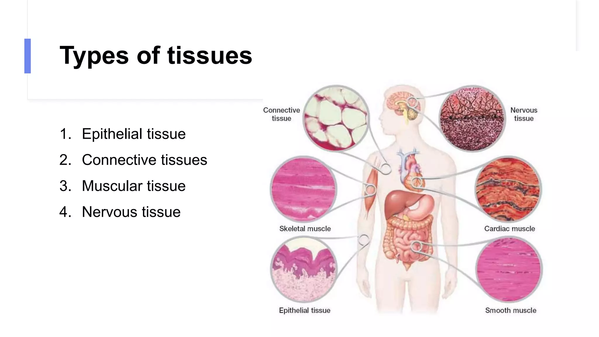 Types of tissues
1. Epithelial tissue
2. Connective tissues
3. Muscular tissue
4. Nervous tissue
 
