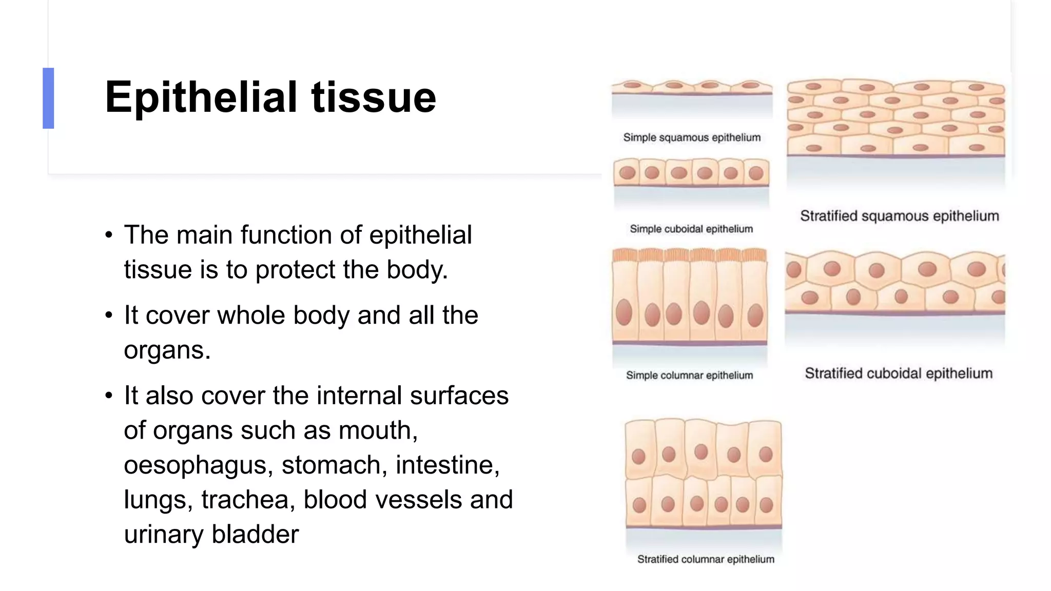 Epithelial tissue
• The main function of epithelial
tissue is to protect the body.
• It cover whole body and all the
organs.
• It also cover the internal surfaces
of organs such as mouth,
oesophagus, stomach, intestine,
lungs, trachea, blood vessels and
urinary bladder
 