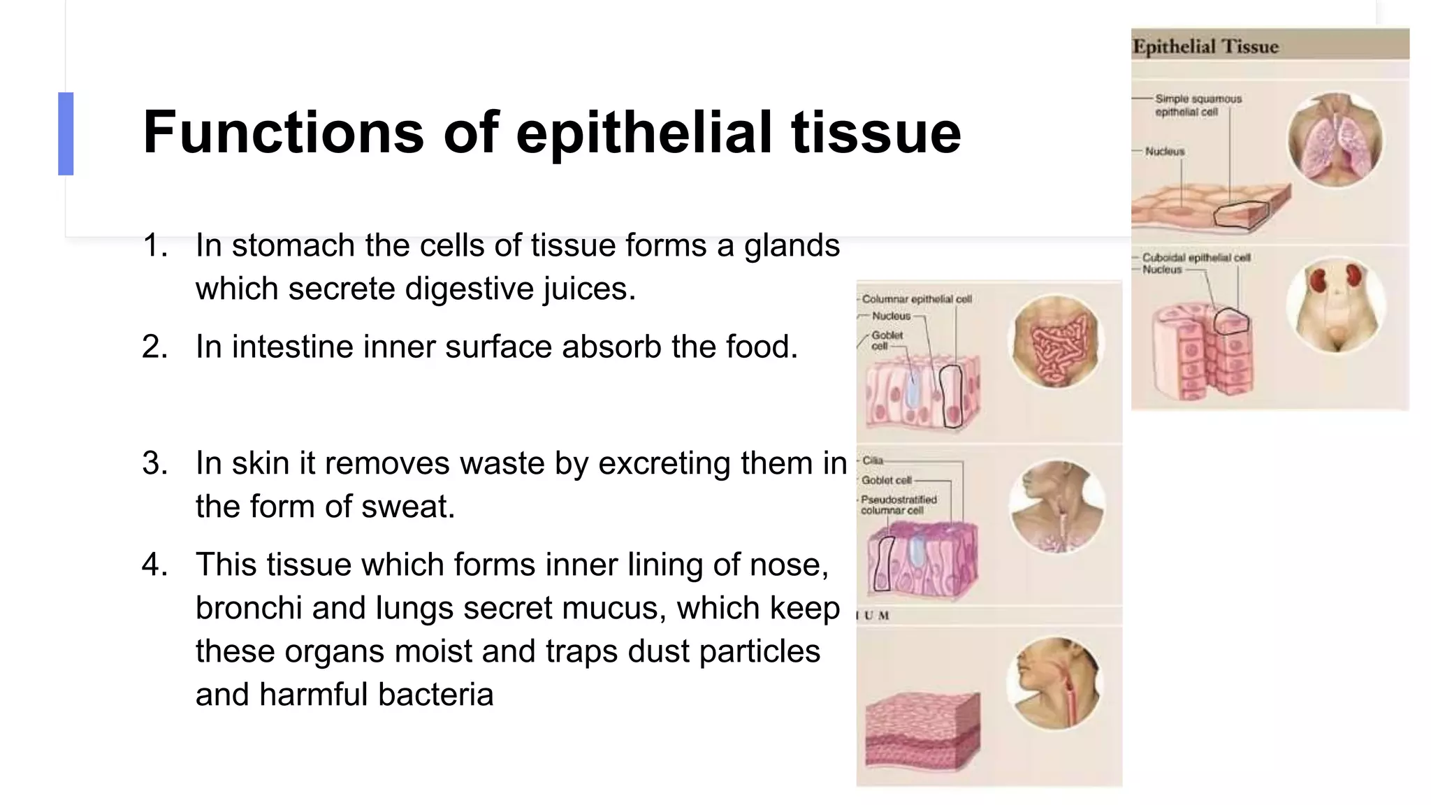 Functions of epithelial tissue
1. In stomach the cells of tissue forms a glands
which secrete digestive juices.
2. In intestine inner surface absorb the food.
3. In skin it removes waste by excreting them in
the form of sweat.
4. This tissue which forms inner lining of nose,
bronchi and lungs secret mucus, which keep
these organs moist and traps dust particles
and harmful bacteria
 
