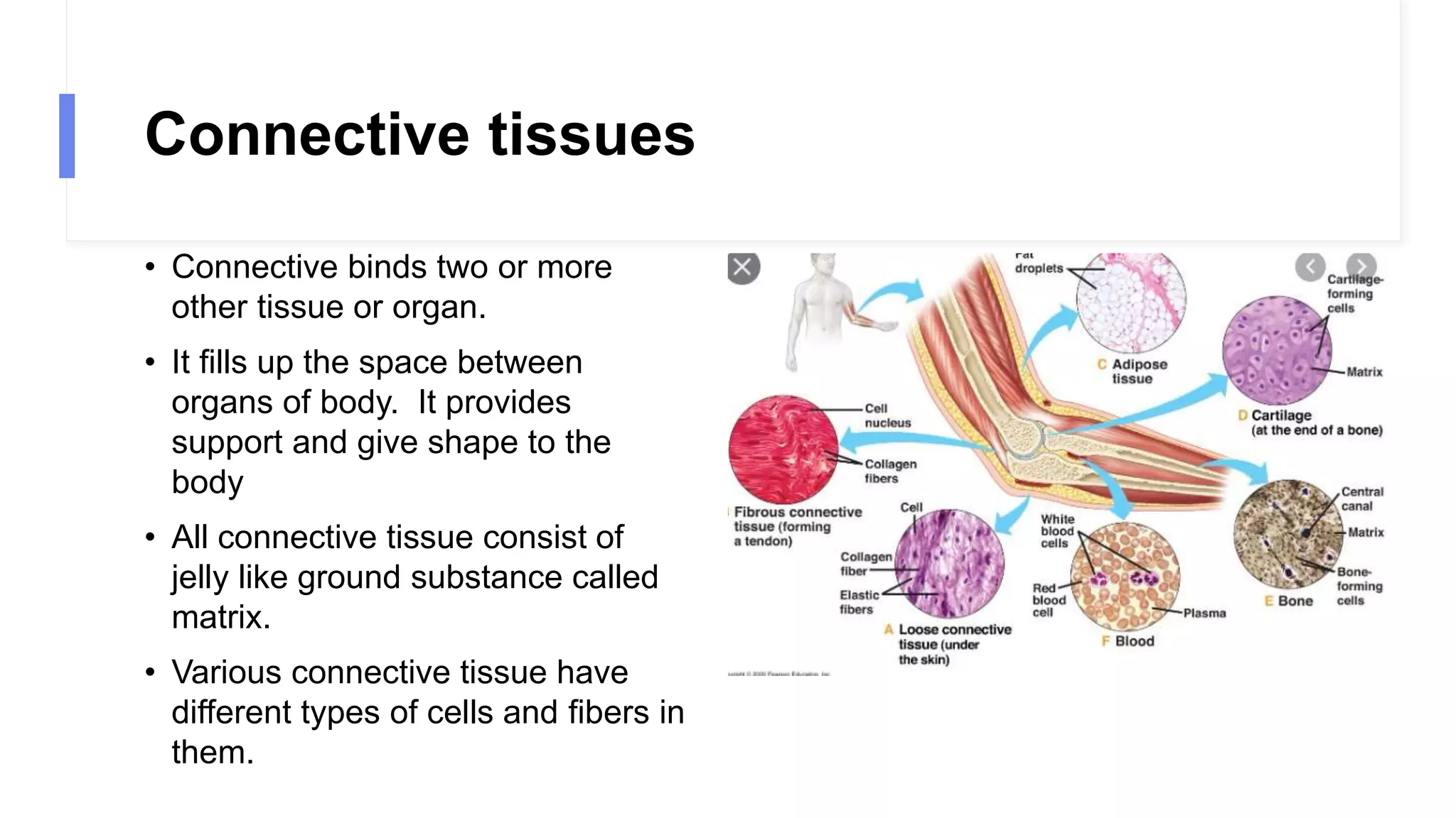 Connective tissues
• Connective binds two or more
other tissue or organ.
• It fills up the space between
organs of body. It provides
support and give shape to the
body
• All connective tissue consist of
jelly like ground substance called
matrix.
• Various connective tissue have
different types of cells and fibers in
them.
 