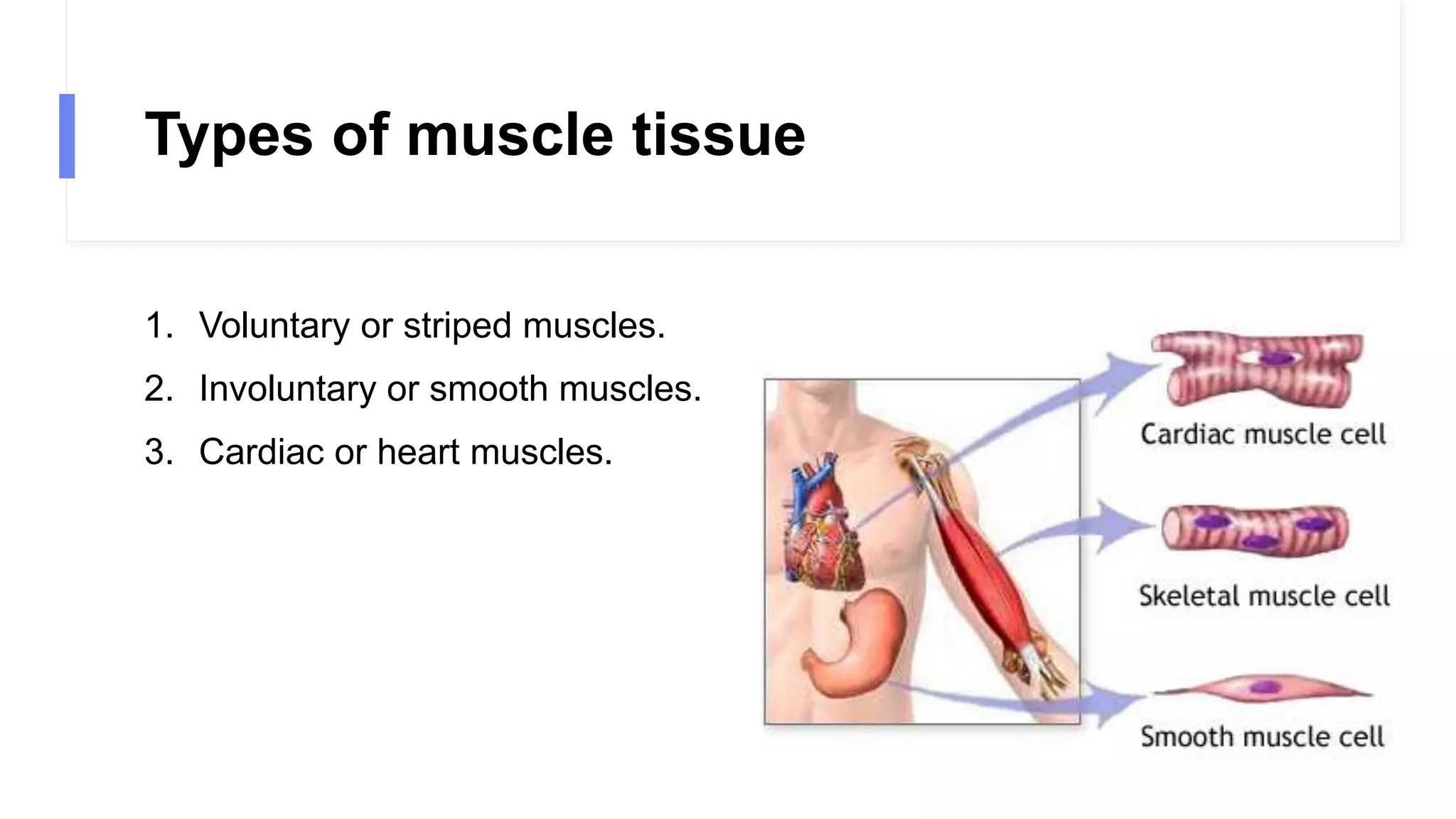 Types of muscle tissue
1. Voluntary or striped muscles.
2. Involuntary or smooth muscles.
3. Cardiac or heart muscles.
 