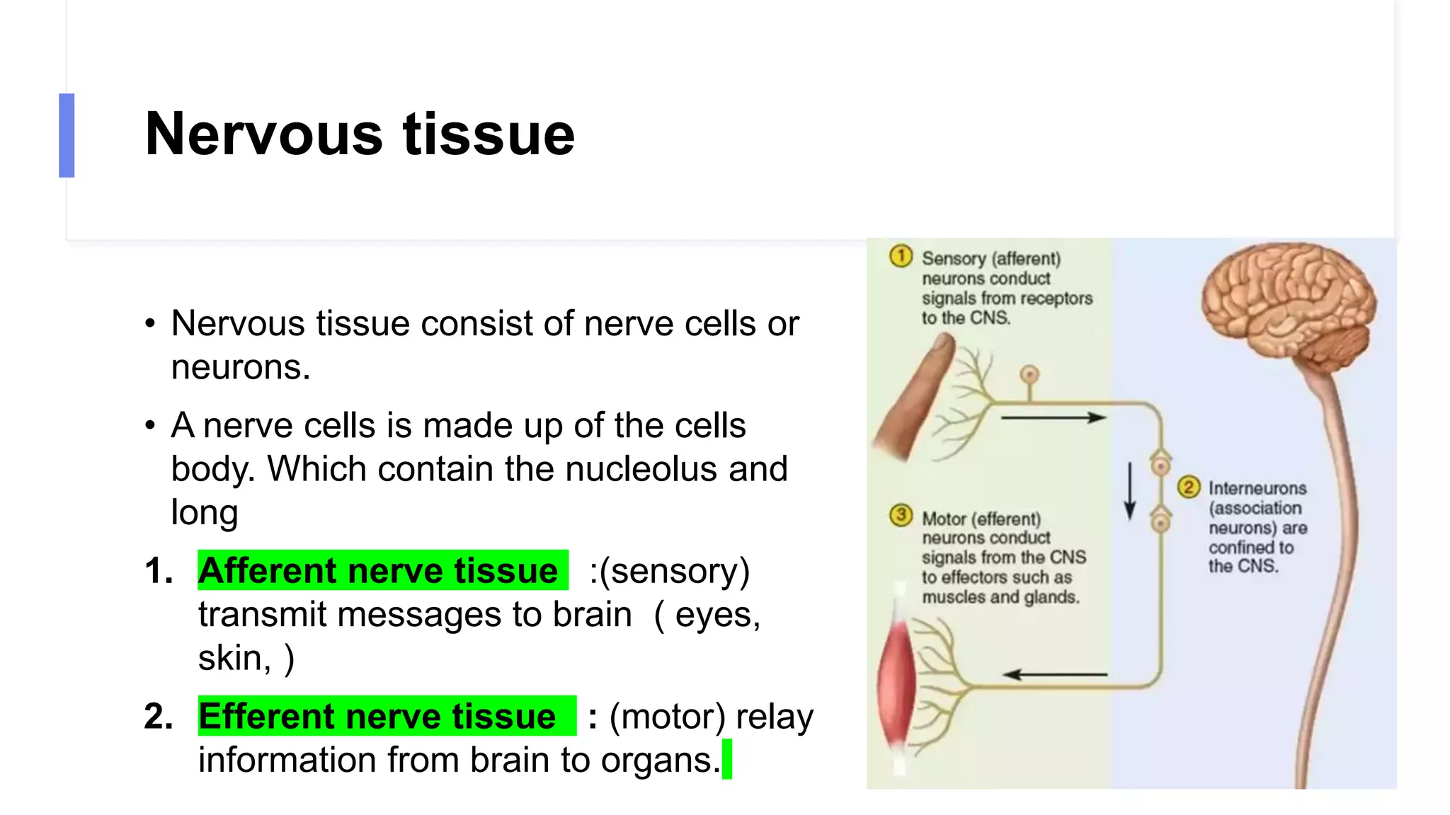 Nervous tissue
• Nervous tissue consist of nerve cells or
neurons.
• A nerve cells is made up of the cells
body. Which contain the nucleolus and
long
1. Afferent nerve tissue :(sensory)
transmit messages to brain ( eyes,
skin, )
2. Efferent nerve tissue : (motor) relay
information from brain to organs.
 