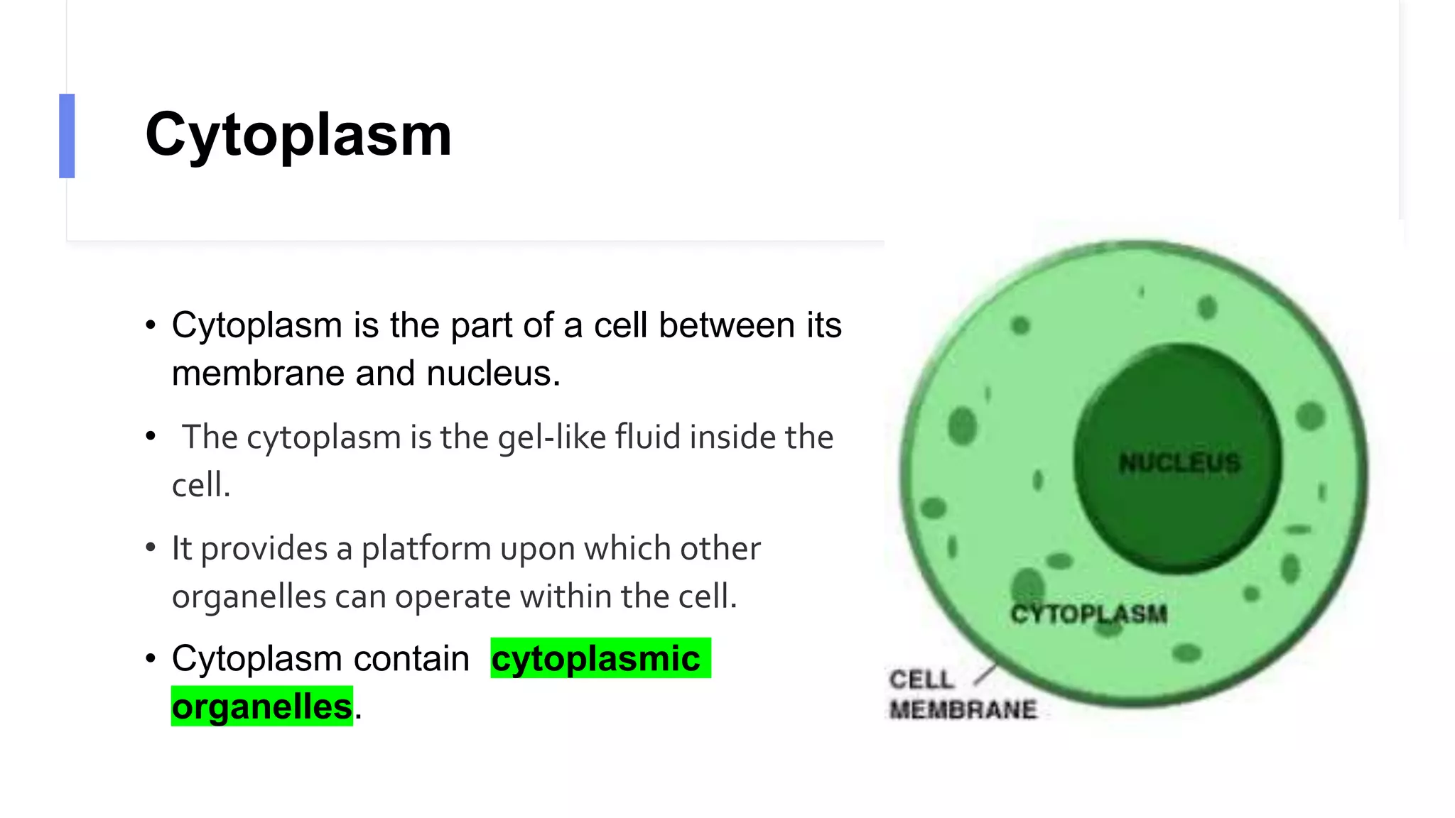 Cytoplasm
• Cytoplasm is the part of a cell between its
membrane and nucleus.
• The cytoplasm is the gel-like fluid inside the
cell.
• It provides a platform upon which other
organelles can operate within the cell.
• Cytoplasm contain cytoplasmic
organelles.
 