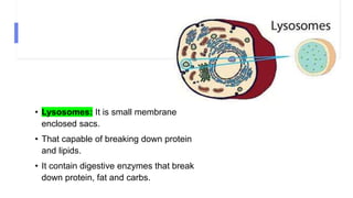 • Lysosomes: It is small membrane
enclosed sacs.
• That capable of breaking down protein
and lipids.
• It contain digestive enzymes that break
down protein, fat and carbs.
 