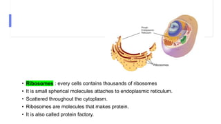 • Ribosomes : every cells contains thousands of ribosomes
• It is small spherical molecules attaches to endoplasmic reticulum.
• Scattered throughout the cytoplasm.
• Ribosomes are molecules that makes protein.
• It is also called protein factory.
 