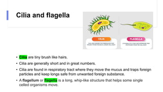 Cilia and flagella
• Cilia are tiny brush like hairs.
• Cilia are generally short and in great numbers.
• Cilia are found in respiratory tract where they move the mucus and traps foreign
particles and keep longs safe from unwanted foreign substance.
• A flagellum or flagella is a long, whip-like structure that helps some single
celled organisms move.
 