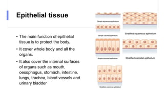 Epithelial tissue
• The main function of epithelial
tissue is to protect the body.
• It cover whole body and all the
organs.
• It also cover the internal surfaces
of organs such as mouth,
oesophagus, stomach, intestine,
lungs, trachea, blood vessels and
urinary bladder
 