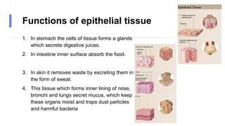 Functions of epithelial tissue
1. In stomach the cells of tissue forms a glands
which secrete digestive juices.
2. In intestine inner surface absorb the food.
3. In skin it removes waste by excreting them in
the form of sweat.
4. This tissue which forms inner lining of nose,
bronchi and lungs secret mucus, which keep
these organs moist and traps dust particles
and harmful bacteria
 