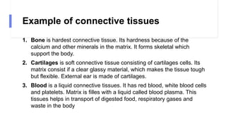 Example of connective tissues
1. Bone is hardest connective tissue. Its hardness because of the
calcium and other minerals in the matrix. It forms skeletal which
support the body.
2. Cartilages is soft connective tissue consisting of cartilages cells. Its
matrix consist if a clear glassy material, which makes the tissue tough
but flexible. External ear is made of cartilages.
3. Blood is a liquid connective tissues. It has red blood, white blood cells
and platelets. Matrix is filles with a liquid called blood plasma. This
tissues helps in transport of digested food, respiratory gases and
waste in the body
 