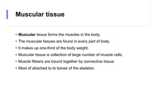 Muscular tissue
• Muscular tissue forms the muscles in the body.
• The muscular tissues are found in every part of body.
• It makes up one-third of the body weight.
• Muscular tissue is collection of large number of muscle cells.
• Muscle fibbers are bound together by connective tissue.
• Most of attached to to bones of the skeleton.
 