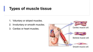 Types of muscle tissue
1. Voluntary or striped muscles.
2. Involuntary or smooth muscles.
3. Cardiac or heart muscles.
 