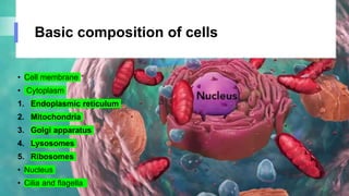 Basic composition of cells
• Cell membrane
• Cytoplasm
1. Endoplasmic reticulum
2. Mitochondria
3. Golgi apparatus
4. Lysosomes
5. Ribosomes
• Nucleus
• Cilia and flagella
 