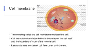 Cell membrane
• Thin covering called the cell membrane enclosed the cell.
• Cell membrane form both the outer boundary of the cell itself
and the boundary of most of the internal cell.
• It separate inner contain of cell from outer environment.
 
