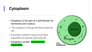 Cytoplasm
• Cytoplasm is the part of a cell between its
membrane and nucleus.
• The cytoplasm is the gel-like fluid inside the
cell.
• It provides a platform upon which other
organelles can operate within the cell.
• Cytoplasm contain cytoplasmic
organelles.
 