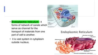 • Endoplasmic reticulum : it
forms of network of canals which
serve as channel for the
transport of materials from one
part of cell to another.
• it is vast system in cytoplasm
outside nucleus.
 