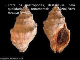  Entre os gastrópodes, destaca-se, pela
qualidade ornamental: Búzio(Thais
haemastoma).
 