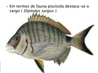 Em termos de fauna piscícola destaca-se o
sargo ( Diplodus sargus ).
 