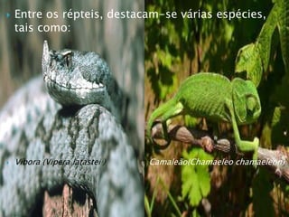  Entre os répteis, destacam-se várias espécies,
tais como:
 Víbora (Vipera latastei ) Camaleão(Chamaeleo chamaeleon)
 