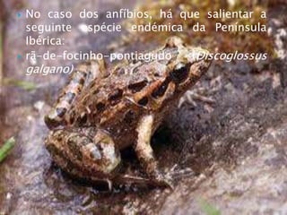  No caso dos anfíbios, há que salientar a
seguinte espécie endémica da Península
Ibérica:
 rã-de-focinho-pontiagudo (Discoglossus
galgano) .
 