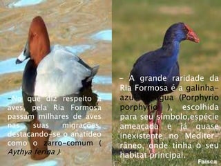 - A grande raridade da
Ria Formosa é a galinha-
azul-de-água (Porphyrio
porphyrio ), escolhida
para seu símbolo,espécie
ameaçada e já quase
inexistente no Mediter-
râneo, onde tinha o seu
habitat principal.
-No que diz respeito a
aves, pela Ria Formosa
passam milhares de aves
nas suas migrações,
destacando-se o anatídeo
como o zarro-comum (
Aythya ferina ).
 