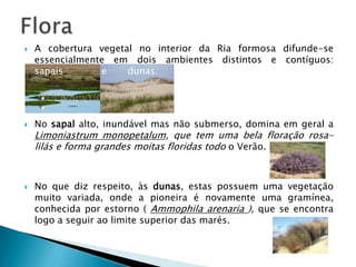  A cobertura vegetal no interior da Ria formosa difunde-se
essencialmente em dois ambientes distintos e contíguos:
sapais e dunas.
 No sapal alto, inundável mas não submerso, domina em geral a
Limoniastrum monopetalum, que tem uma bela floração rosa-
lilás e forma grandes moitas floridas todo o Verão.
 No que diz respeito, às dunas, estas possuem uma vegetação
muito variada, onde a pioneira é novamente uma gramínea,
conhecida por estorno ( Ammophila arenaria ), que se encontra
logo a seguir ao limite superior das marés.
 