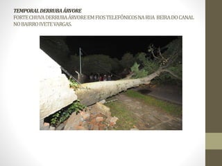 TEMPORAL DERRUBA ÁRVORE 
FORTE CHUVA DERRUBA ÁRVORE EM FIOS TELEFÔNICOS NA RUA BEIRA DO CANAL 
NO BAIRRO IVETE VARGAS. 
 