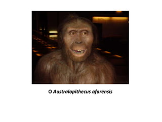 O Australopithecus afarensis