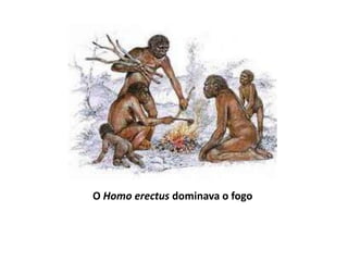 Características físicas: altura entre 1,4 e 1,7 m, cérebro com 900 a 1100 cm3, bípede, maxilares maciços e dentes grandes, bom corredor, mais inteligente.