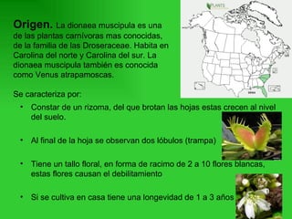 Constar de un rizoma, del que brotan las hojas estas crecen al nivel del suelo. Al final de la hoja se observan dos lóbulos (trampa) Tiene un tallo floral, en forma de racimo de 2 a 10 flores blancas , estas flores causan el debilitamiento Si se cultiva en casa tiene una longevidad de 1 a 3 años Origen.  La dionaea muscipula es una de las plantas carnívoras mas conocidas, de la familia de las  Droseraceae. Habita  en  Carolina del norte y Carolina del sur. La dionaea muscipula también es conocida como Venus atrapamoscas. Se caracteriza por: 
