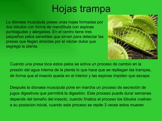 Hojas trampa Cuando una presa toca estos pelos se activa un proceso de cambio en la presión del agua interna de la planta lo que hace que se repliegan las trampas,  de forma que el insecto queda en el interior y las espinas impiden que escape.  Después la dionaea muscipula pone en marcha un proceso de secreción de  jugos digestivos que permitirá la digestión. Este proceso puede durar semanas  depende del tamaño del insecto, cuando finaliza el proceso los lóbulos vuelven  a su posiscion inicial, cuando este proceso se repite 3 veces estos mueren La dionaea muscipula posee unas hojas formadas por dos lóbulos con forma de mandíbula con espinas puntiagudas y alargadas. En el centro tiene tres pequeños pelos sensibles que sirven para detectar las presas que llegan atraídas por el néctar dulce que segrega la planta.  