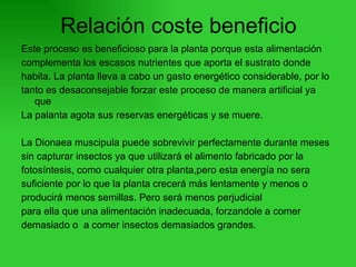 Relación coste beneficio Este proceso es beneficioso para la planta porque esta alimentación  complementa los escasos nutrientes que aporta el sustrato donde  habita. La planta lleva a cabo un gasto energético considerable, por lo  tanto es desaconsejable forzar este proceso de manera artificial ya que La palanta agota sus reservas energéticas y se muere. La Dionaea muscipula puede sobrevivir perfectamente durante meses  sin capturar insectos ya que utilizará el alimento fabricado por la  fotosíntesis, como cualquier otra planta,pero esta energía no sera  suficiente por lo que la planta crecerá más lentamente y menos o  producirá menos semillas. Pero será menos perjudicial  para ella que una alimentación inadecuada, forzandole a comer  demasiado o  a comer insectos demasiados grandes. 