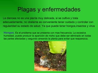 Plagas y enfermedades La dianoea no es una planta muy delicada, si se cultiva y trata adecuadamente, no obstante es conveniente tener cuidado y controlar con  regularidad su estado de salud. Ya que puede tener hongos,insectos y virus  Hongos.  Es el problema que se presenta con mas frecuencia. La excesiva humedad, puede producir la aparición de moho que debe ser eliminado en todas las partes afectadas y segundo aireando la planta para evitar que reaparezca.  