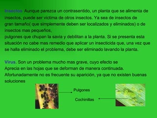 Insectos   Aunque parezca un contrasentido, un planta que se alimenta de  insectos, puede ser victima de otros insectos. Ya sea de insectos de  gran tamaño( que simplemente deben ser localizados y eliminados) o de insectos mas pequeños,  pulgones que chupan la savia y debilitan a la planta. Si se presenta esta  situación no cabe mas remedio que aplicar un insecticida que, una vez que  se halla eliminado el problema, debe ser eliminado lavando la planta.  Virus . Son un problema mucho mas grave, cuyo efecto se  Aprecia en las hojas que se deforman de manera continuada.  Afortunadamente no es frecuente su aparición, ya que no existen buenas  soluciones Pulgones Cochinillas 
