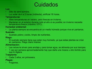 Cuidados Luz: Sitio de semi-sombra. Luz solar de 4 a 5 horas (indirecta), artificial 16 horas. Temperaturas: Altas temperaturas en verano, pero frescas en invierno. Mantener en el exterior durante todo el año si es posible; en invierno necesita temperatura fresca (máximo 10ºC).. Humedad ambiental: La planta siempre se encuentra en un medio húmedo porque vive en pantanos. Sustrato: Sustrato pobre y ácido, limpio de nutrientes.  Riego: El sustrato siempre tiene que estar muy húmedo, ya que estas plantas se crían en pantanos. Riego diario intenso Alimentación: Las raíces le sirven para anclaje y para tomar agua, se alimenta por sus trampas.  1 vez por semana aproximadamente hay que darle una mosca u otro bichito para que lo digiera. Trasplante: Cada 2 años, en primavera. Plagas: Pulgones. 