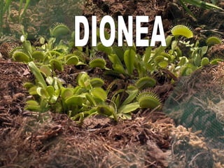 Dionea- muscipula “ venus atrapamoscas” DIONEA- MUSCIPULA DIONEA