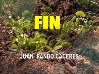FIN JUAN PANDO CÁCERES