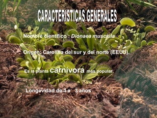 QU CARACTERISTICAS GENERALES Nombre científico : Dionaea musciula Origen: Carolina del sur y del norte (EEUU). Es la planta carnívora más popular. Longevidad de 1 a 3 años