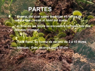 Dionea- muscipula “ venus atrapamoscas” DIONEA- MUSCIPULA * rizoma, del cual salen las hojas en forma de roseta que crecen al nivel del suelo, * el final de las hojas se encuentra formada por dos lóbulos (trampa). * Tallo floral, en forma de racimo de 2 a 10 flores blancas. Este alcanza unos 30 cm PARTES