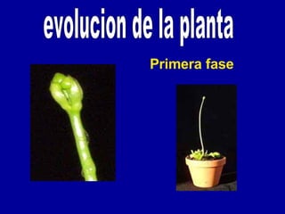 evolucion de la planta Primera fase