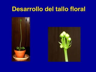 Desarrollo del tallo floral